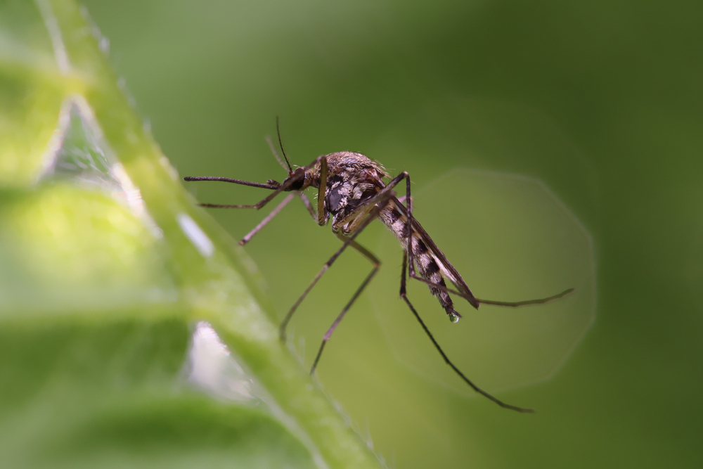Close-up of a mosquito on a green leaf, representing heartworm disease transmission risks and prevention for pets in San Diego