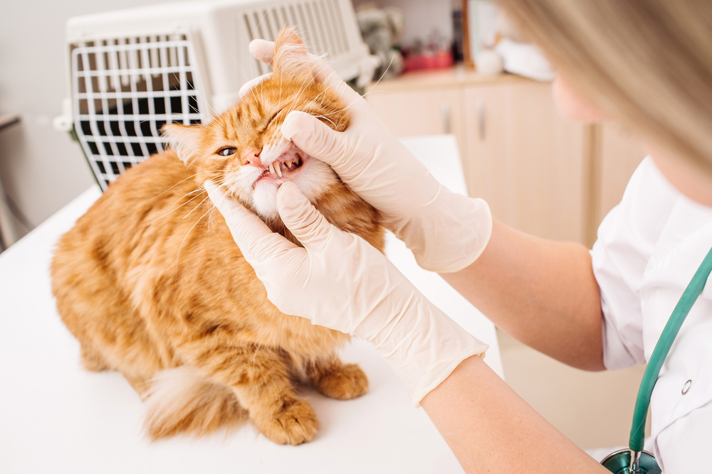 Veterinarian in gloves examining a ginger cat's teeth on an exam table, representing pet dental health tips in San Diego