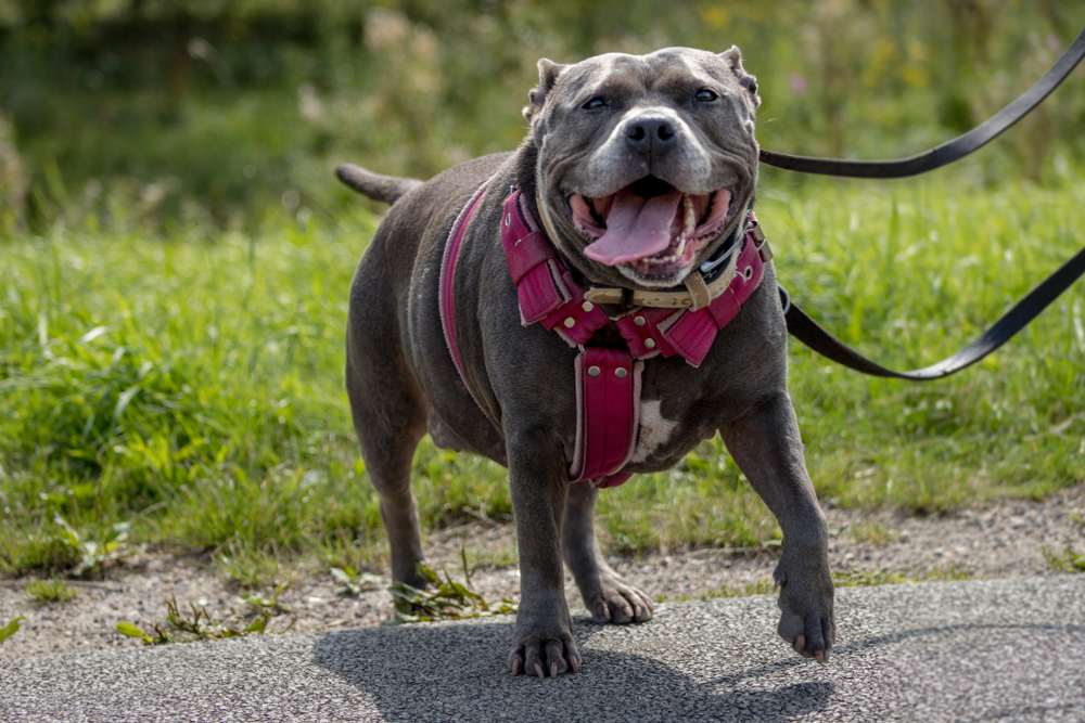 American Bully wearing a pink harness walking on a leash outdoors, representing cranial cruciate disease risk factors in pets in San Diego