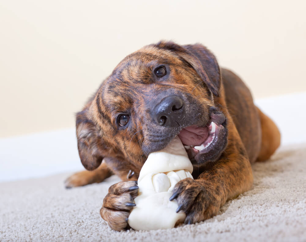 Brindle puppy chewing on a rawhide bone on carpet, representing pet chew toy safety in San Diego