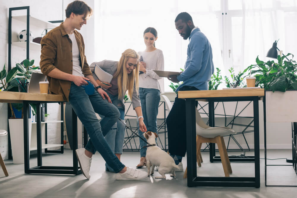Group of coworkers gathering around a Jack Russell Terrier in a modern office, representing taking your pet to work in San Diego