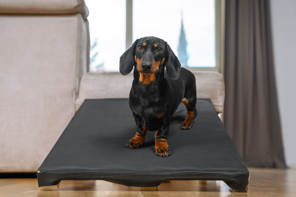 Black and tan Dachshund standing on an orthopedic pet bed at home, representing senior pet care advice in San Diego