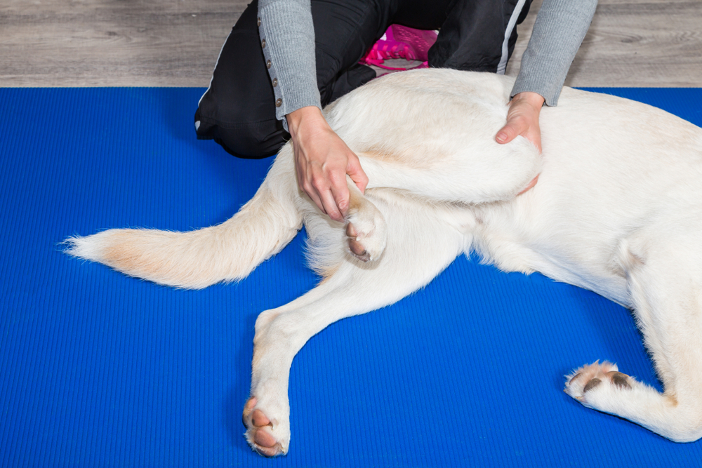 Therapist performing leg rehabilitation on a white dog lying on a blue mat, representing CCL injury recovery in San Diego