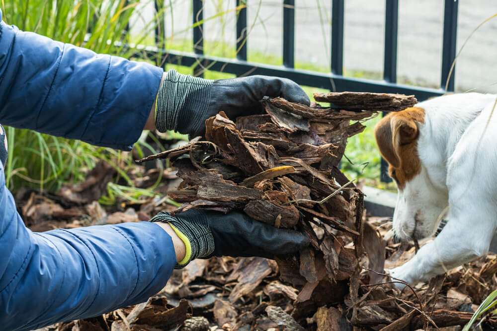 Jack Russell Terrier sniffing mulch in a garden while owner works, representing outdoor pet toxin hazards in San Diego