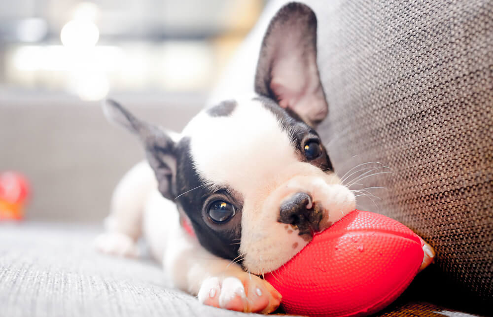 Cute French Bulldog puppy chewing a red toy on a sofa, representing pet vaccination services in San Diego