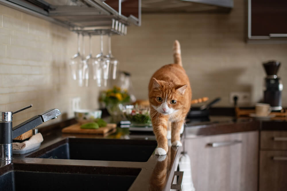 Ginger cat walking along a kitchen counter near food, representing the importance of pet-proofing your home from toxins in San Diego
