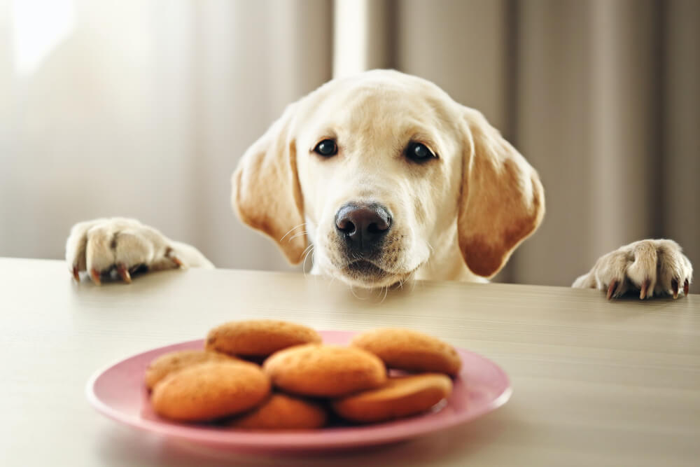 Curious Labrador puppy peering over a table at a plate of cookies, representing xylitol toxicosis risks for dogs in San Diego