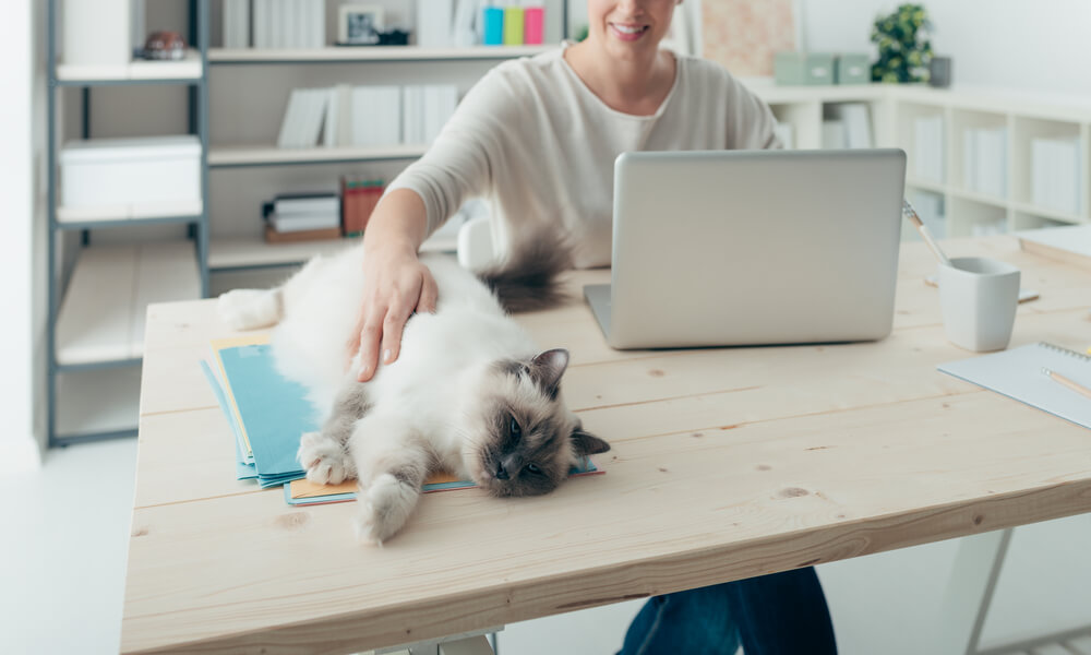 Person petting a Ragdoll cat lying on a desk beside a laptop, representing the benefits of taking your pet to work in San Diego