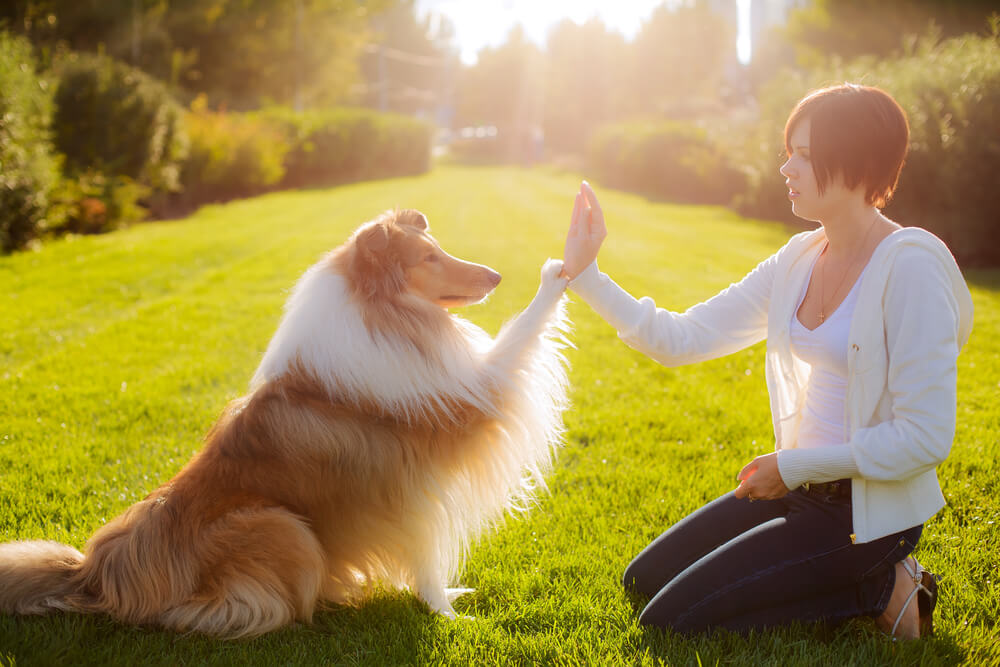 Woman training a Rough Collie to give a high five on a sunny lawn, representing dog training tips in San Diego