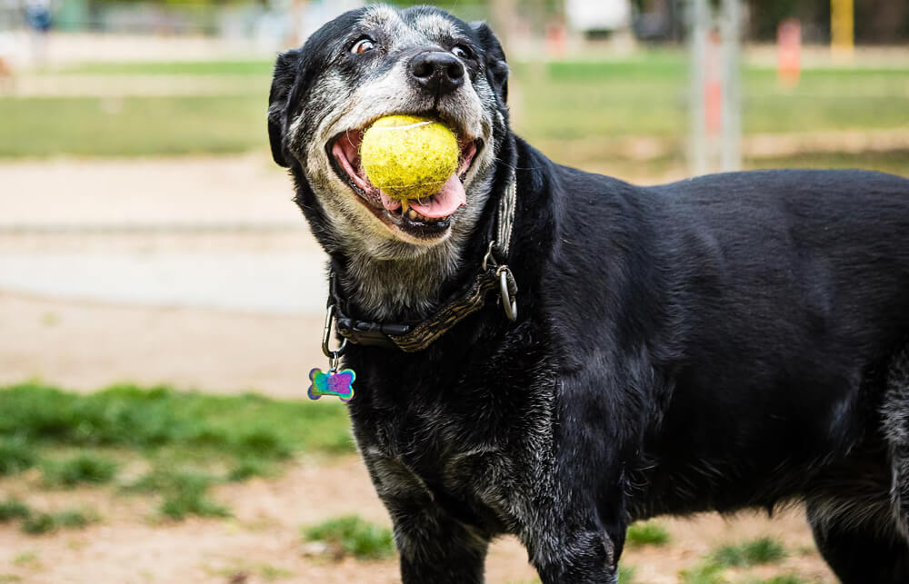Happy senior black Labrador holding a tennis ball at the park, representing senior pet wellness care in San Diego