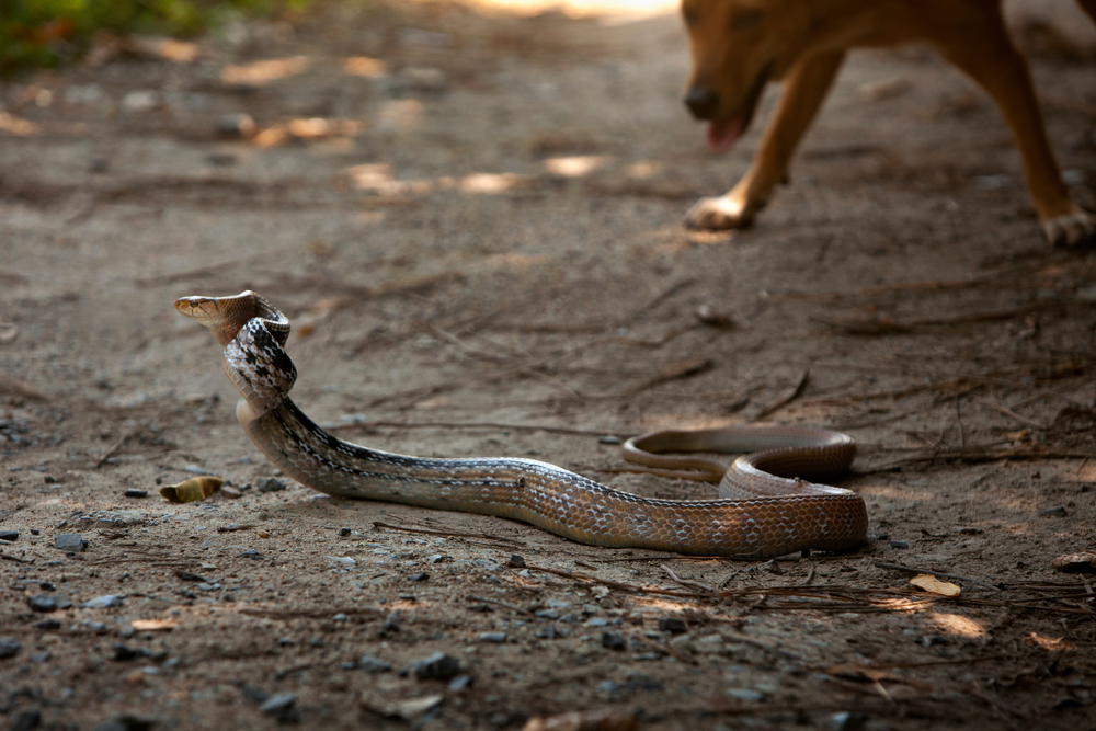 Snake raised on a dirt path with a dog approaching in the background, representing wildlife dangers for pets outdoors in San Diego