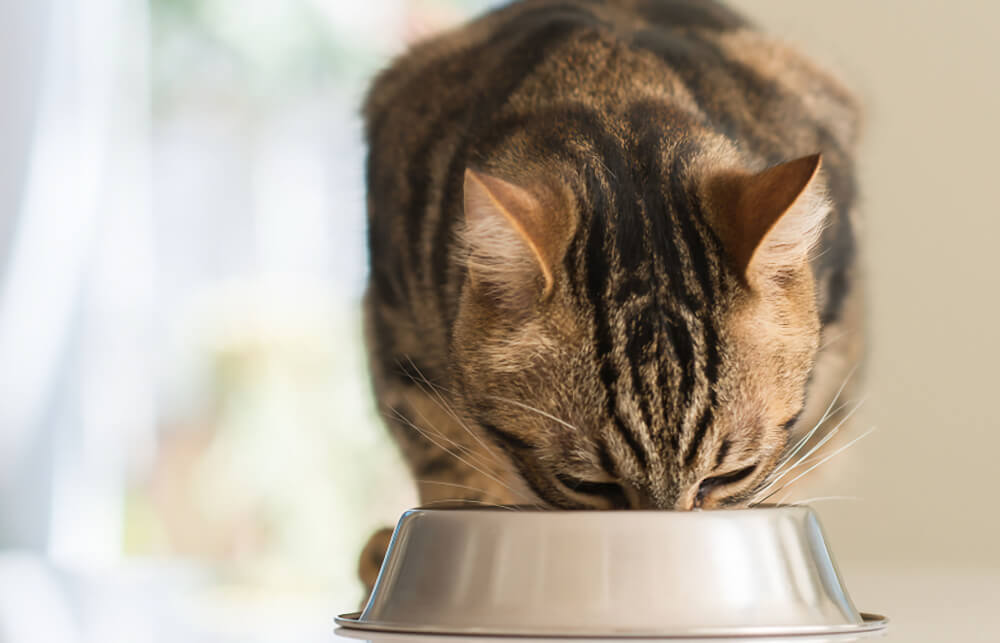 Tabby cat eating from a stainless steel bowl, representing pet nutrition services in San Diego