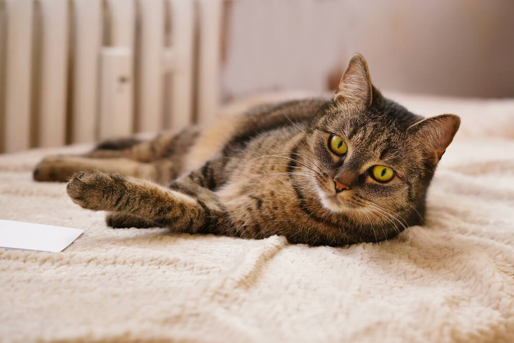 Tabby cat with green eyes relaxing on a cosy bed indoors, representing cat behaviour and conduct tips in San Diego