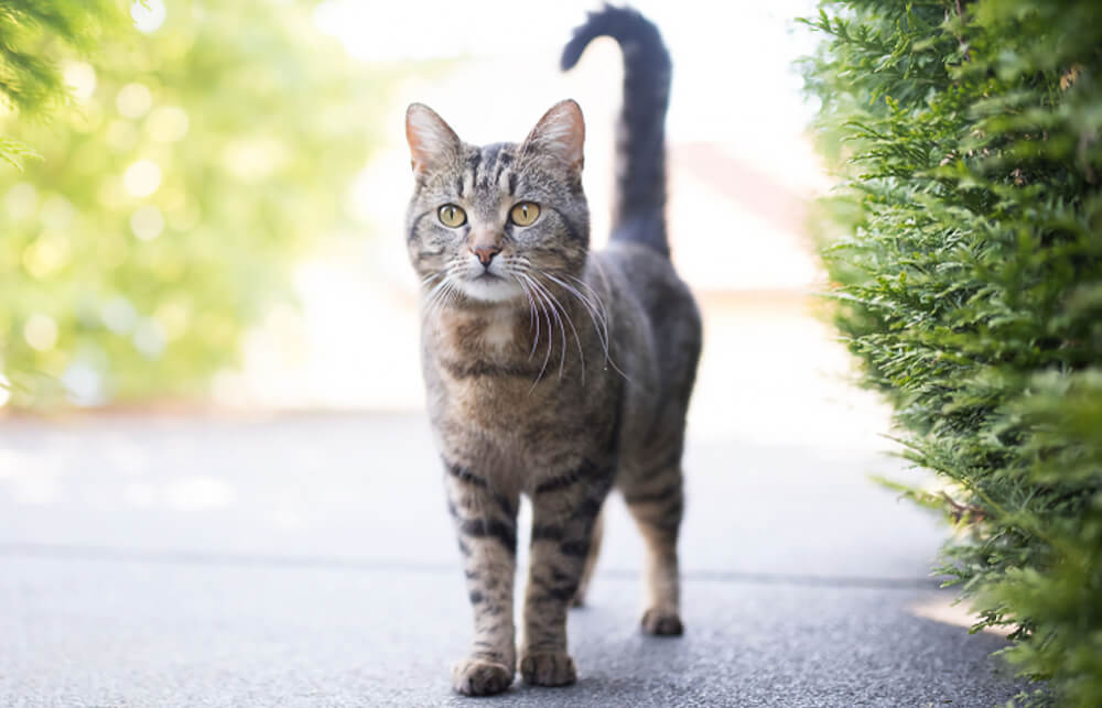 Tabby cat walking along a path outdoors, representing pet microchipping services in San Diego