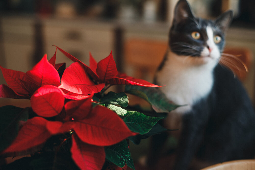 Tuxedo cat sitting near a red poinsettia plant indoors, representing toxic holiday plant hazards for pets in San Diego