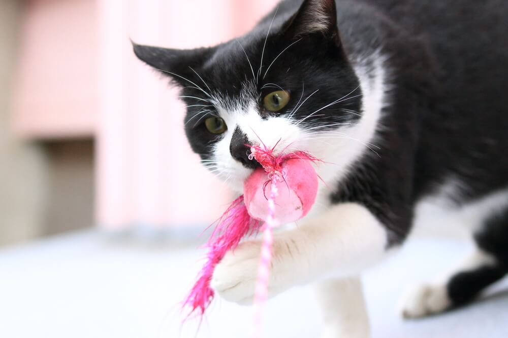Black and white tuxedo cat playing with a pink feather toy, representing safe pet toy choices in San Diego