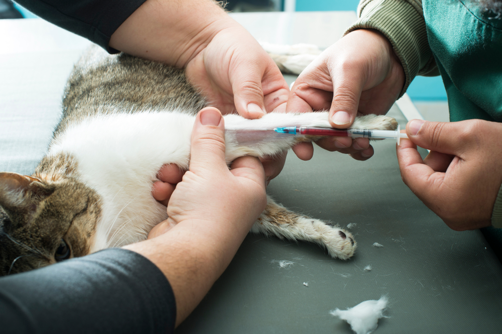 Veterinary team drawing a blood sample from a cat's leg on an exam table, representing feline healthcare services in San Diego