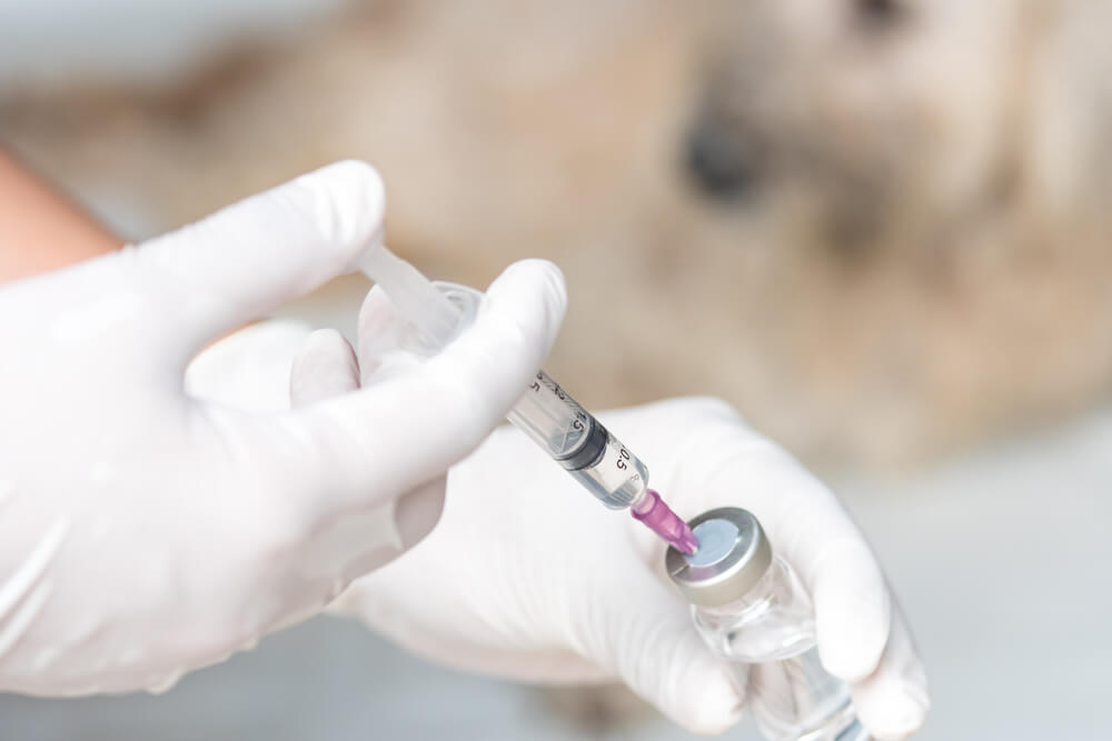 Veterinarian in gloves drawing vaccine into a syringe with a dog in the background, representing pet vaccinations in San Diego