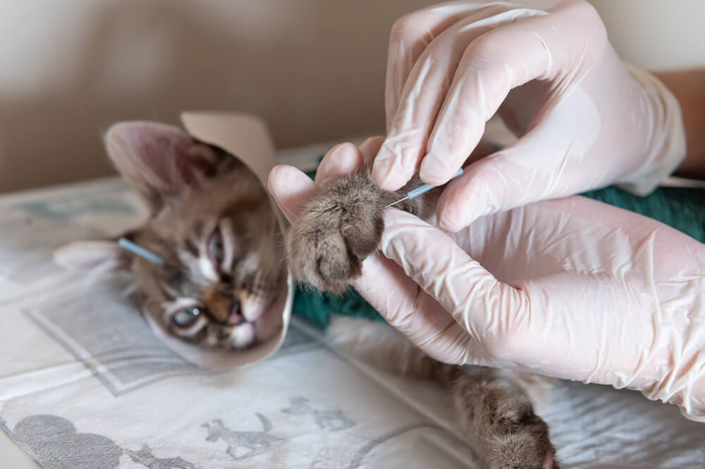 Veterinarian in gloves examining a kitten's paw on an exam table, representing pet arthritis care in San Diego