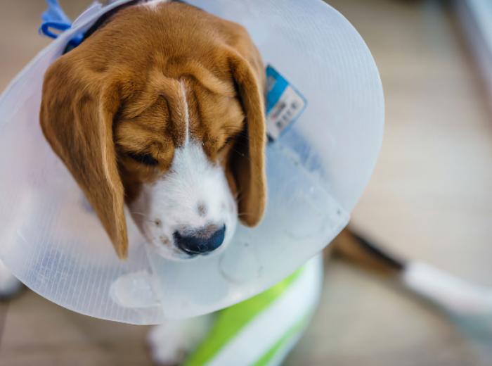 5 Facts About Cranial Cruciate Disease in Pets