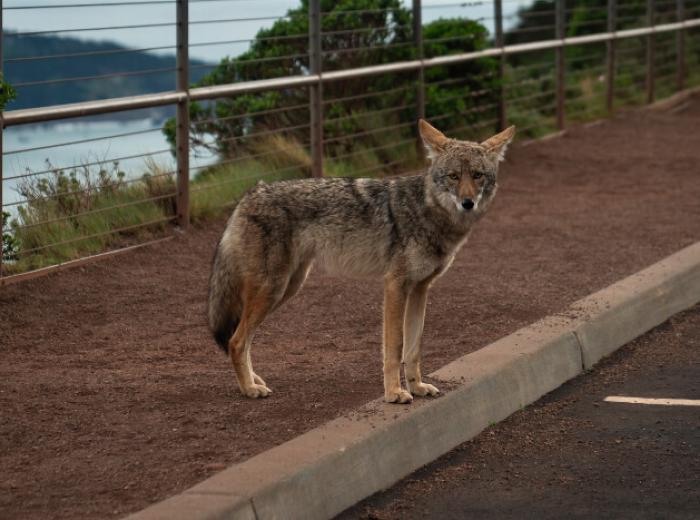 Take A Walk On The Wildside With Your Pet
