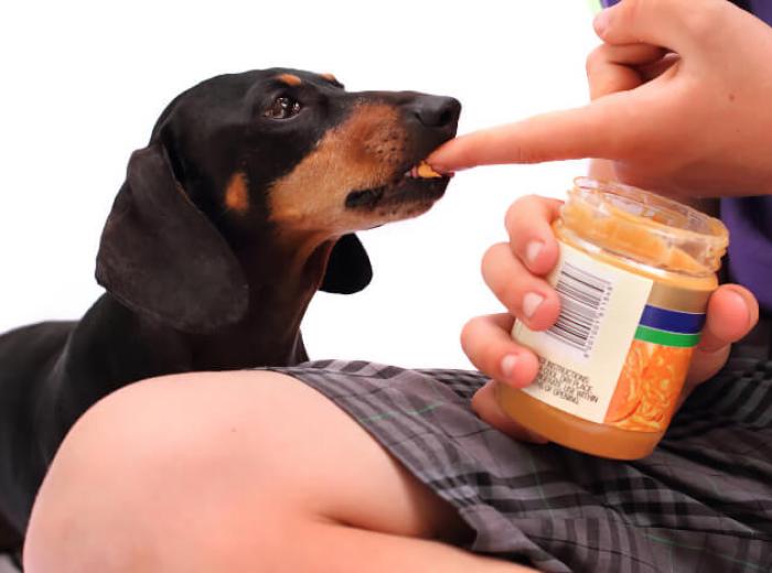 Accept No Substitutes—Xylitol Toxicosis in Dogs