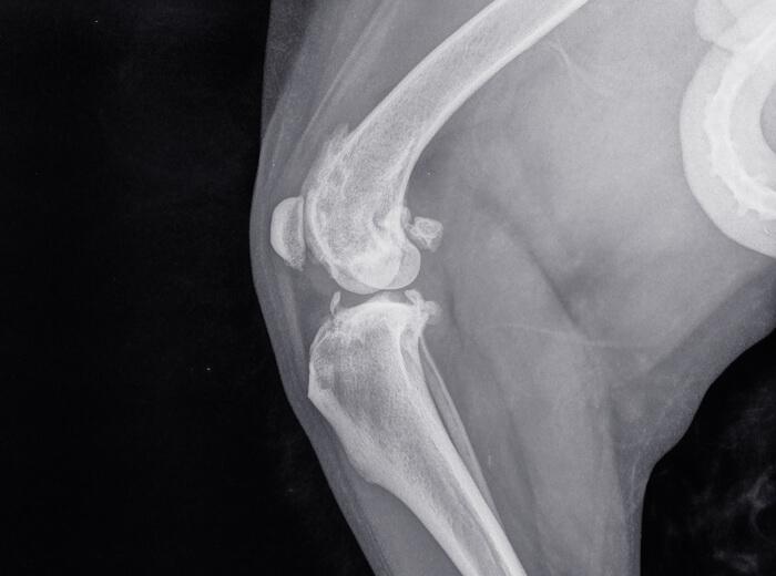 What Dog Owners Should Know About Cranial Cruciate Ligament Injury