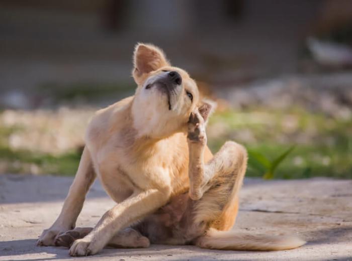 The Itch Factor—Common Pet Allergies