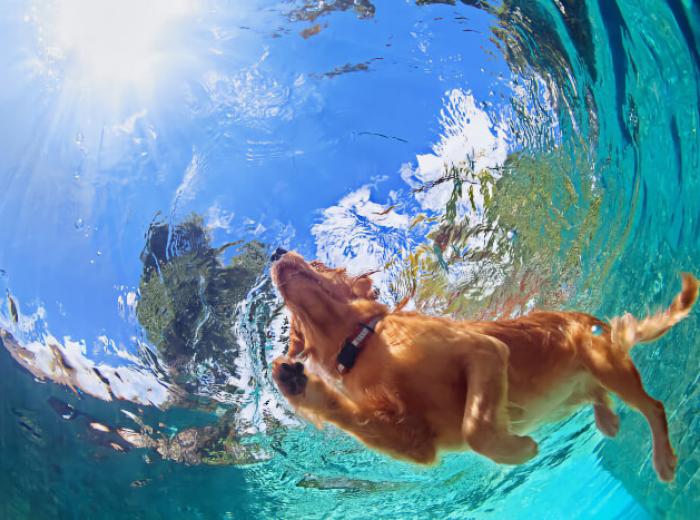 4 Ways to Safely Include Your Pet in Summer Activities