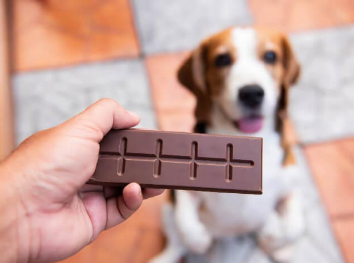 Chocolate and Pets: A Dangerous Combination
