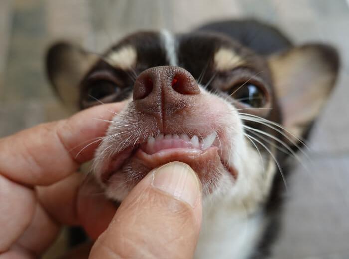 Top 5 Dental Health Tips For Pet Owners