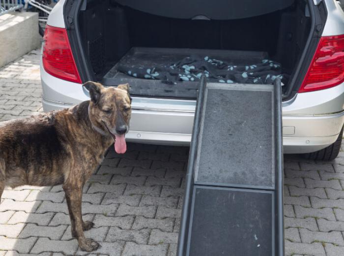 A Pet Owner’s Guide to Arthritis