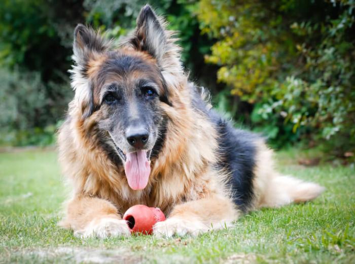 How To Assess Your Senior Pet’s Quality of Life