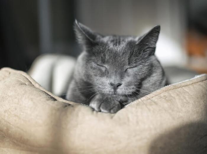 Advice for Senior Pet Owners