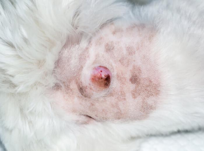 Lumps and Bumps On Pets: When to Make a Mountain Out of a Molehill