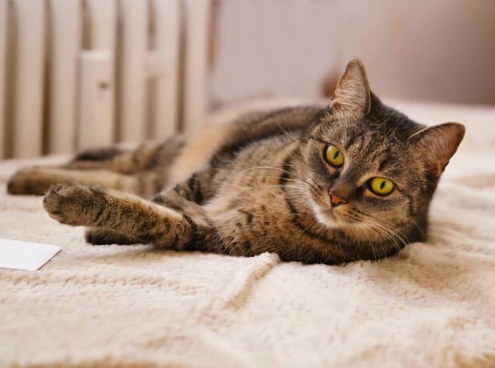 10 Tips to Keep Your Cat’s Conduct Compliant