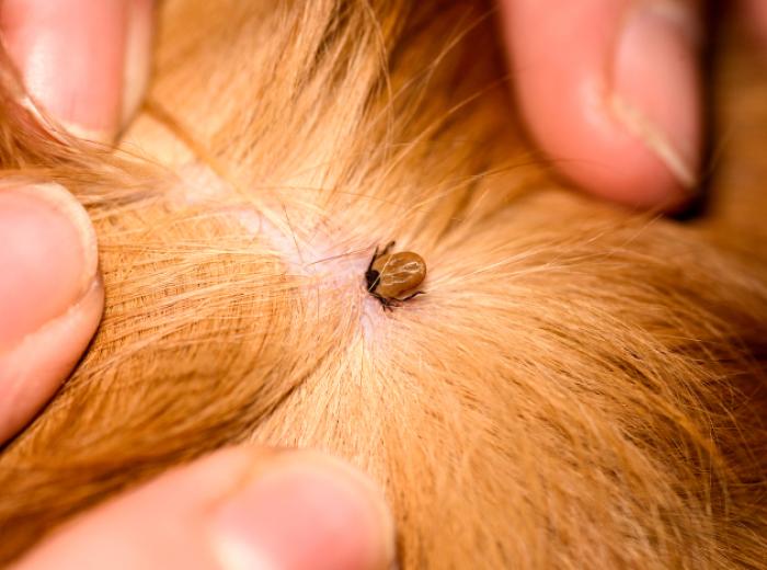 The Importance of Flea and Tick Prevention for Your Pet