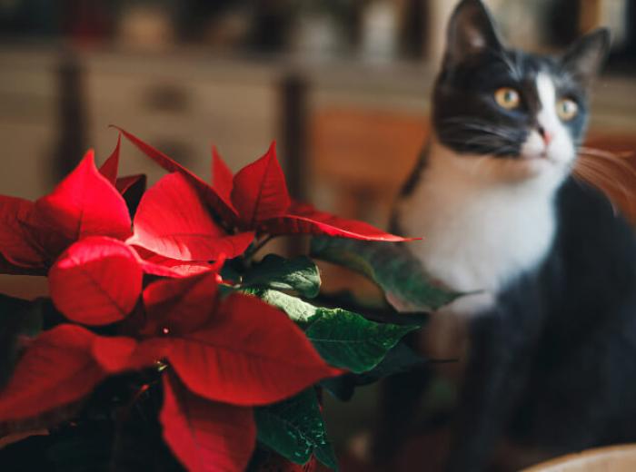 Holiday Hazards: How to Protect Your Pet