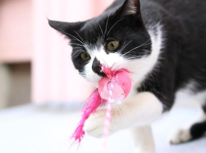 Are Chew Toys Safe for Your Pet?