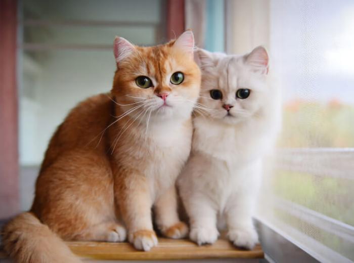 The 5 W’s of Wellness Care for Pets