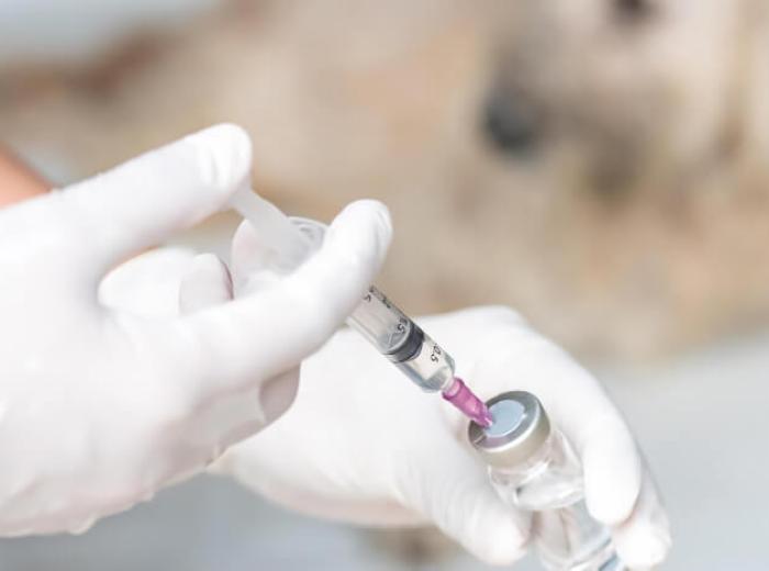 Vaccinating Your Pet to Prevent Disease