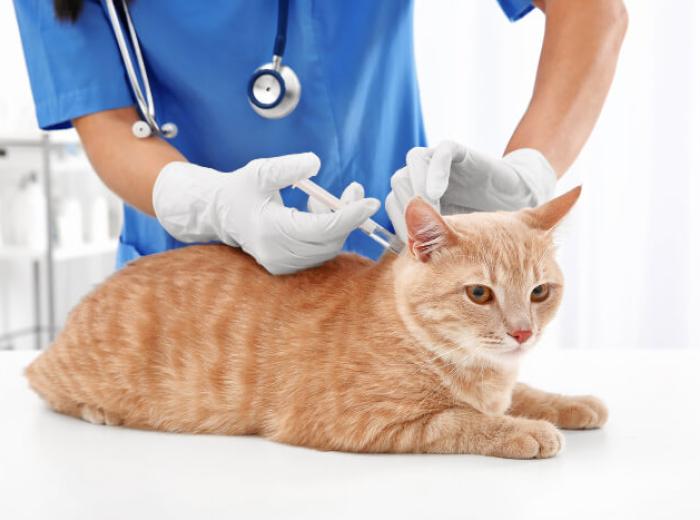 Lifestyles of the Healthy and Vaccinated Pet