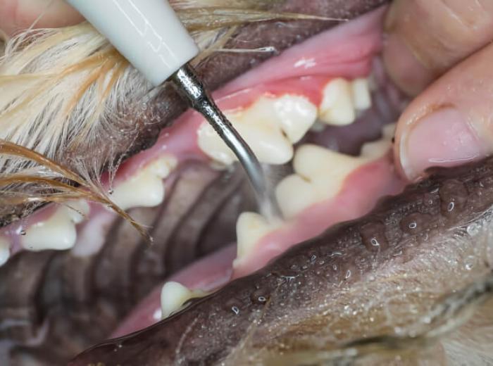 Veterinary Dental Cleanings: The Process Explained