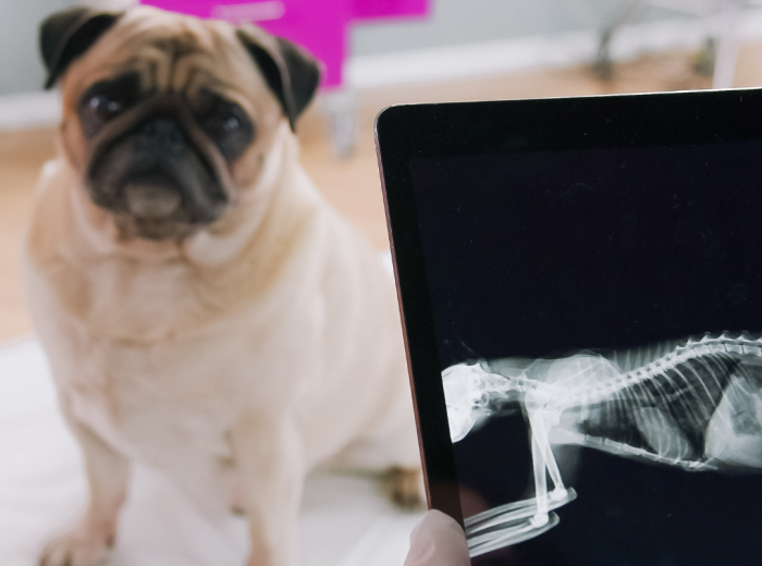 When Does a Dog Need Diagnostic Imaging? X-Rays, Ultrasound, MRI, and CT Explained