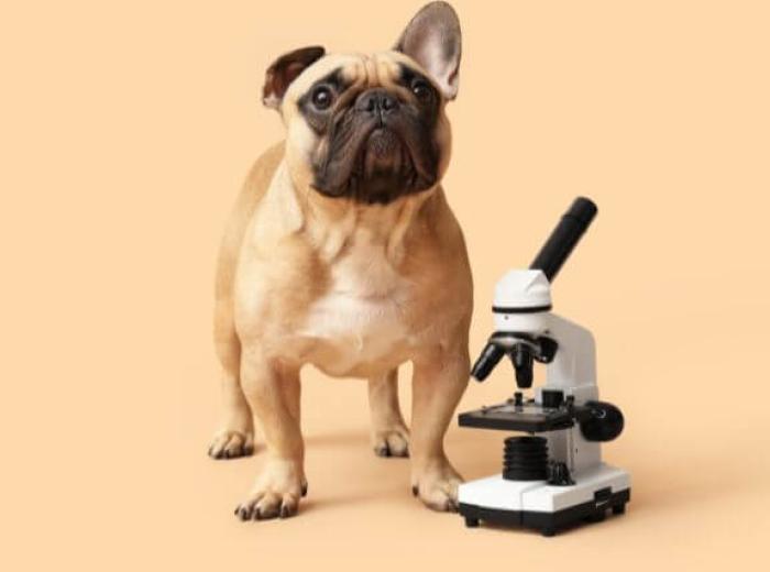 Does My Dog or Cat Really Need Bloodwork? Understanding Lab Tests for Dogs and Cats