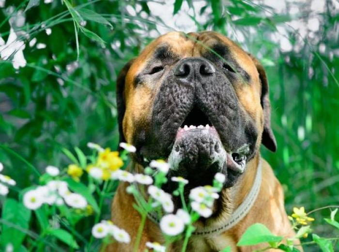 Our Pets Can Have Allergies, Too!