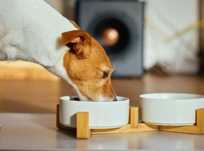 Tips to Keep Your Pet at a Healthy Weight